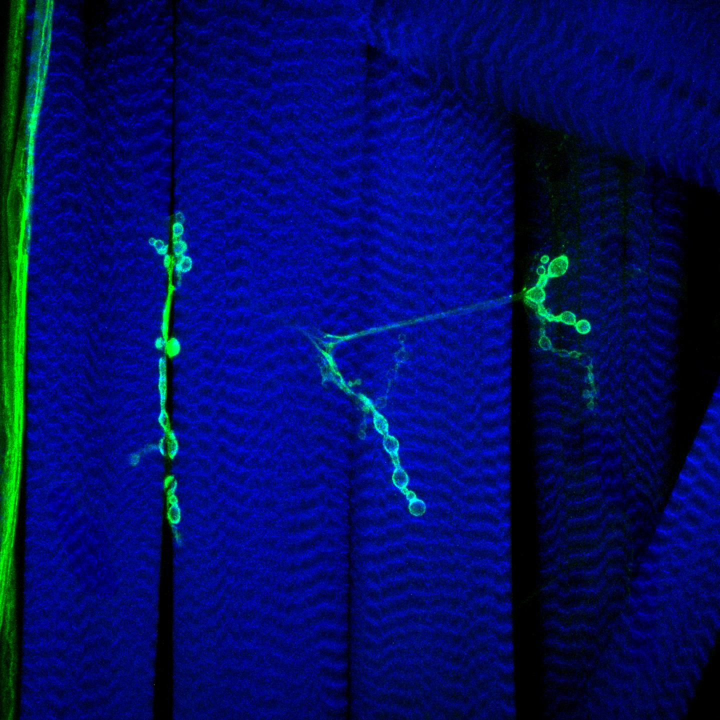 Drosophila larval neuromuscular circuit