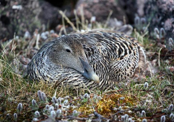 Common Eider
