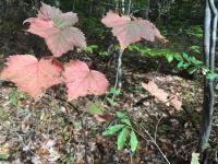 Mapley leaf