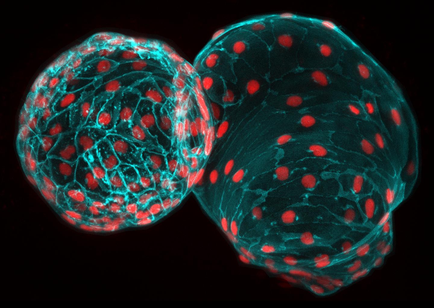 Zebrafish Heart