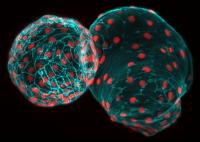 Zebrafish Heart