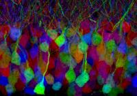 Every Bite You Take, Every Move You Make, Astrocytes Will Be Watching You (1 of 2)