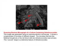 <i>Dehalococcoides</i>