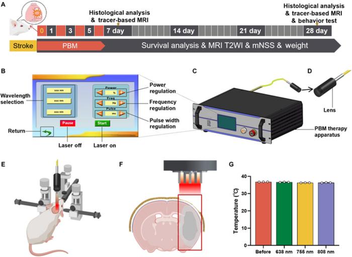 Experimental design and PBM therapy apparatus developed for tMCAO rat treatments.