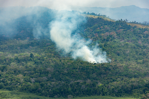 Human impacts on tropical forests
