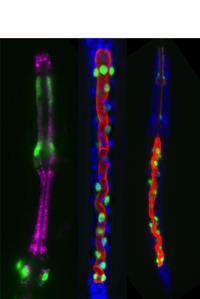 Adult Cells