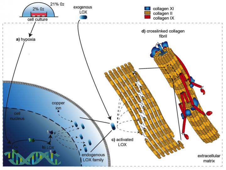 Making Engineered Cartilage Stronger