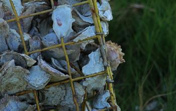 Economically Important Oysters