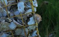 Economically Important Oysters