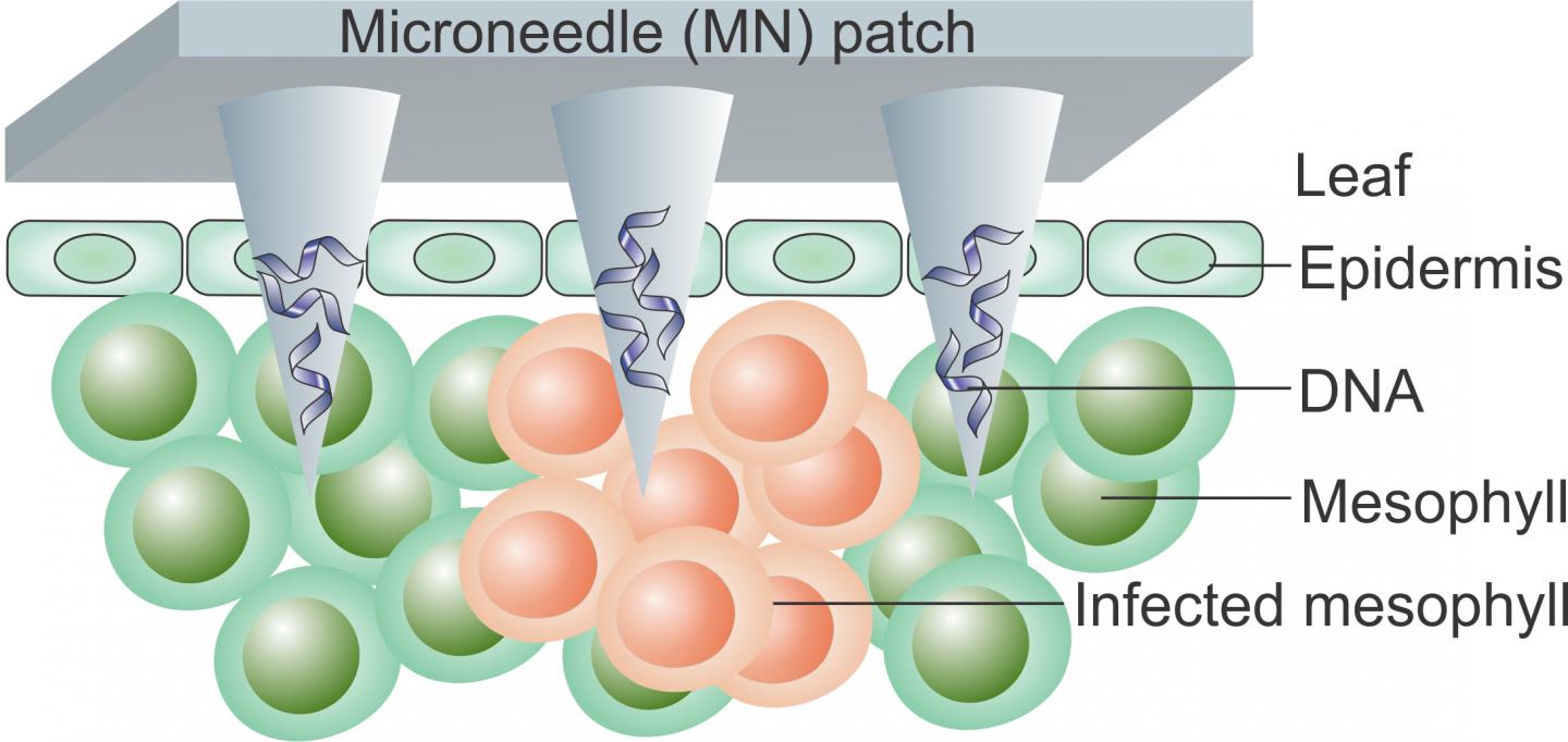 How the Plant DNA Microneedle Patch Works