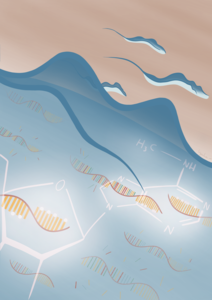 Alterações nas moléculas de RNA mensageiro do parasita que causa a doença do sono protegem estas moléculas de degradação.