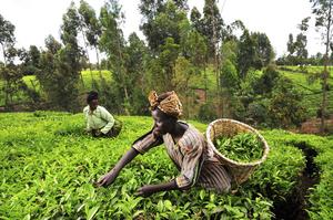 Climate Adaptation and Agricultural Resilience in Africa