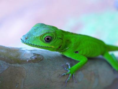 Caribbean Lizards and the Tape of Life (2 of 9) | EurekAlert!