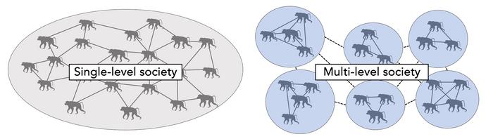 Single and multi - level primate groups