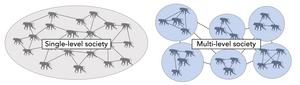 Single and multi - level primate groups