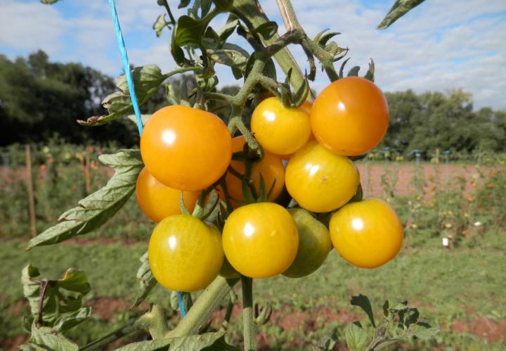 A Tomato for Everyone