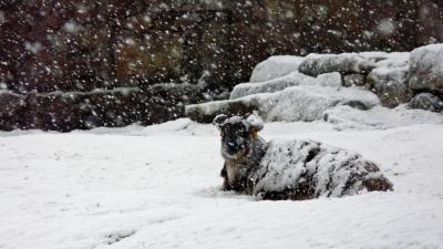 An Immunity Tradeoff for Wild Sheep Parents (1 of 2)