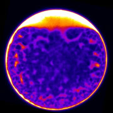 Time-Lapse of An Oocyte