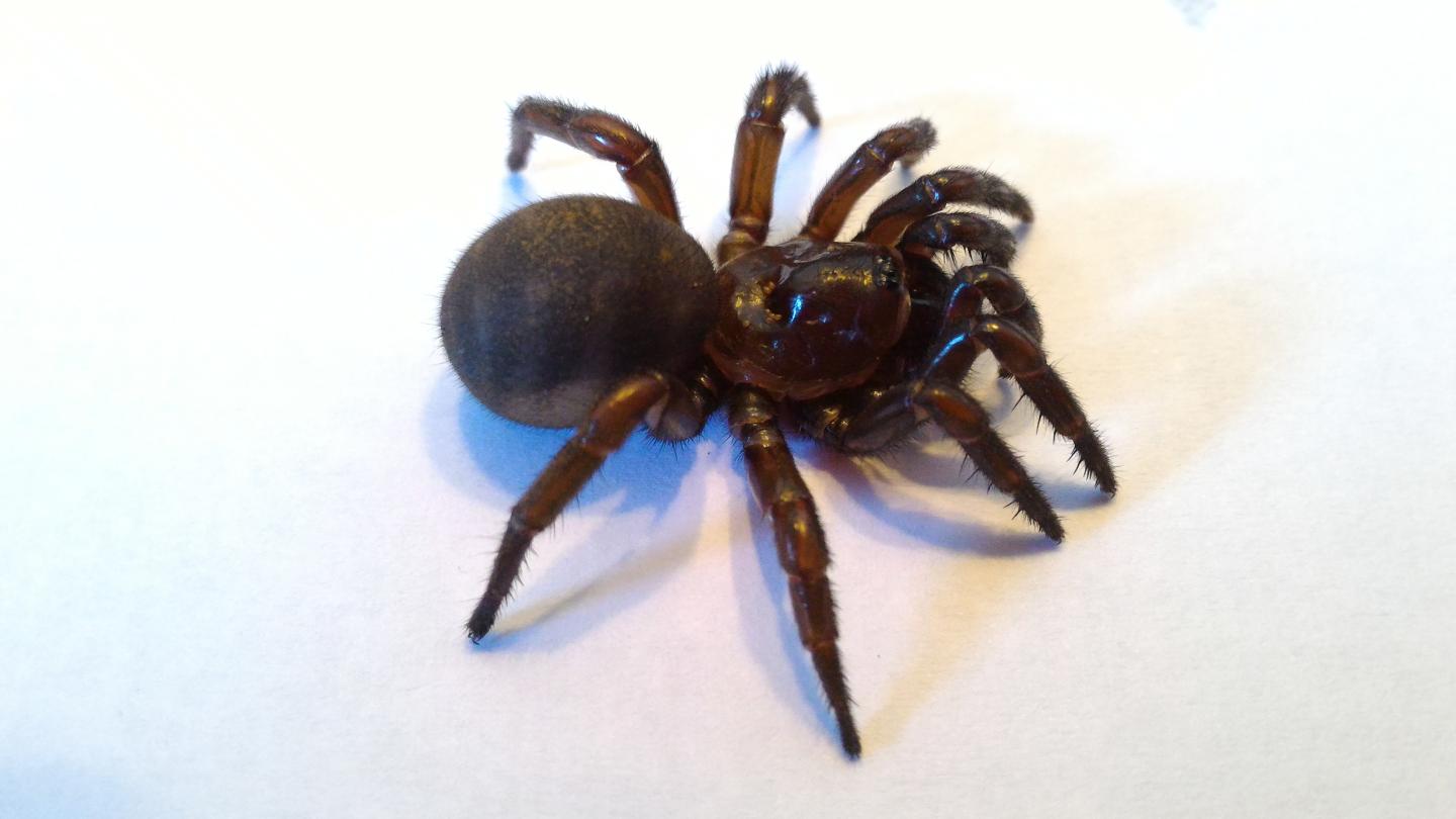 A Spider Found in Queensland