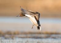 Landing Duck