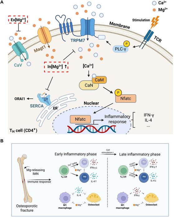 Conceptual illustration of magnesium-mediated osteoporotic fracture healing mechanism