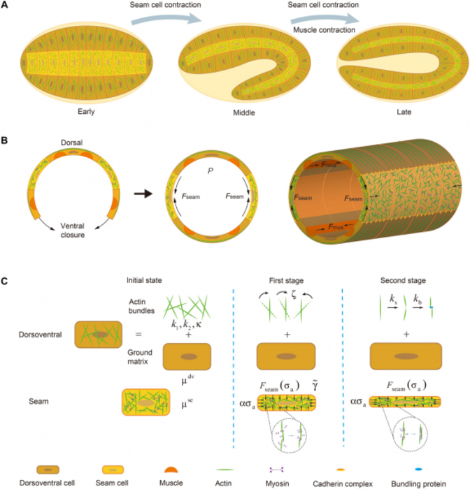 Diagram of embryo elongation
