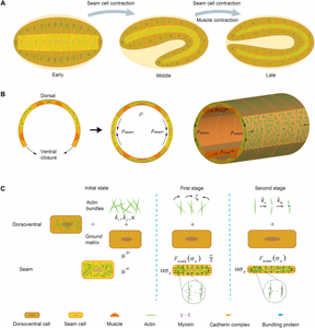 Diagram of embryo elongation