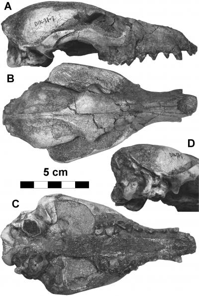 Raccoon Dog Fossil