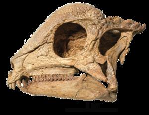 Zava skull