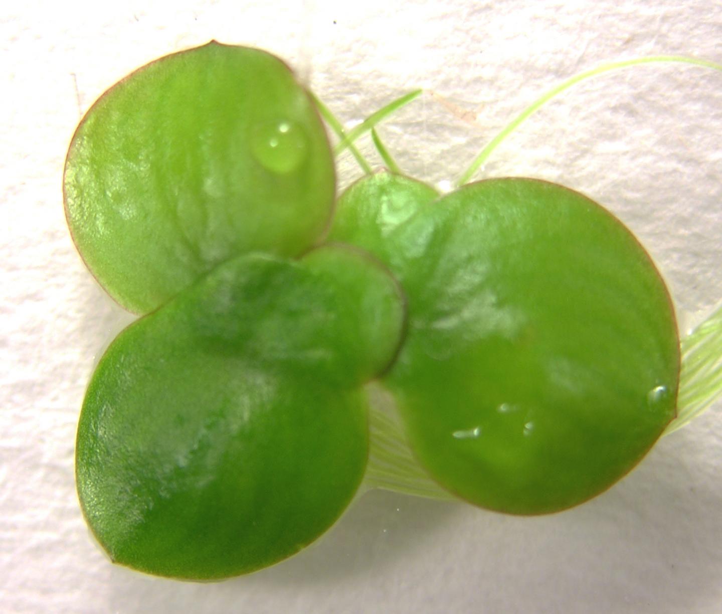Giant Duckweed