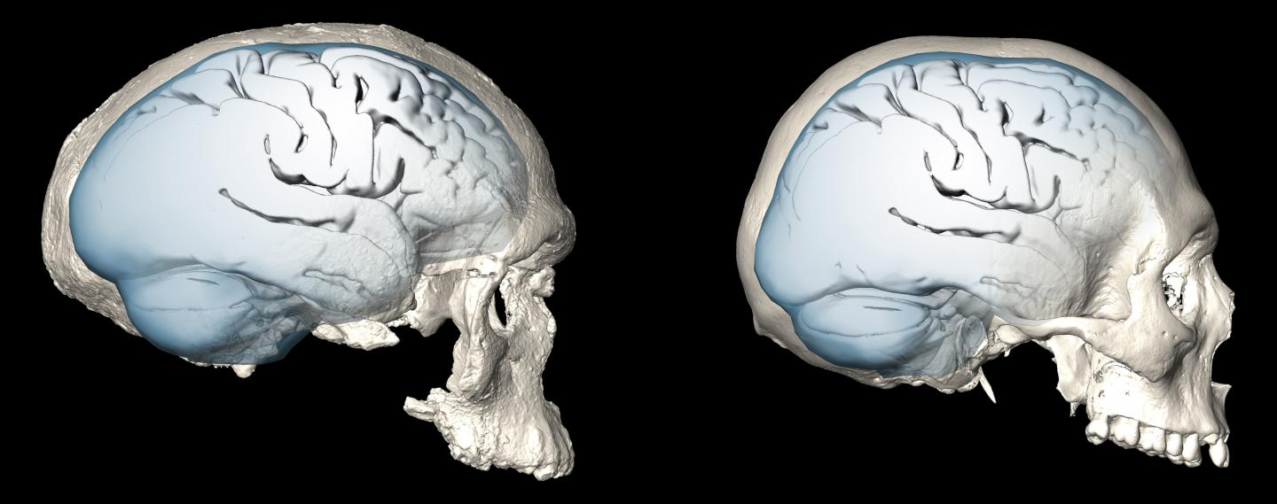 Modern Human Brain Shape Evolved Gradually, Ushering in Modern Behavior (2 of 6)