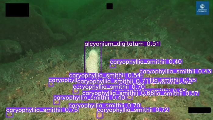 AI-model species identification