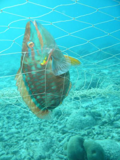 Stoplight Parrotfish Caught in Gillnet