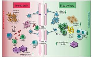 Can Regulatory B Cells (Bregs) become Viable Theraputic Targets for Neurological Disorders