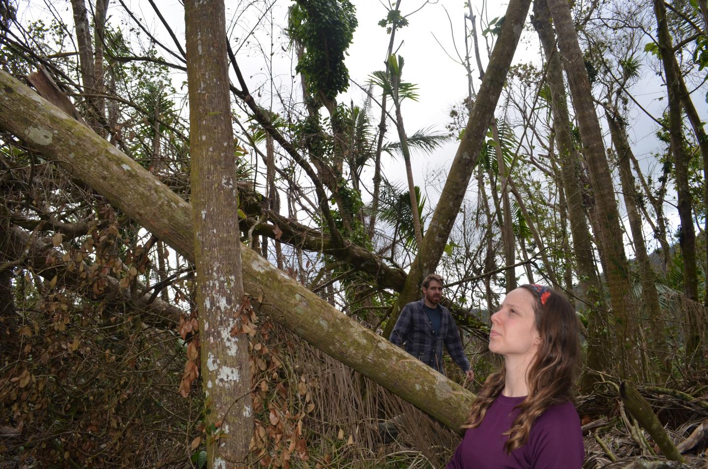 Surveying Damage