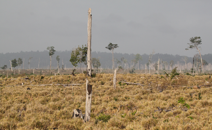 Pasture in Paragominas