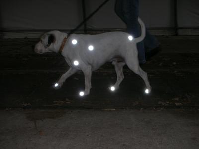 Walking Dog