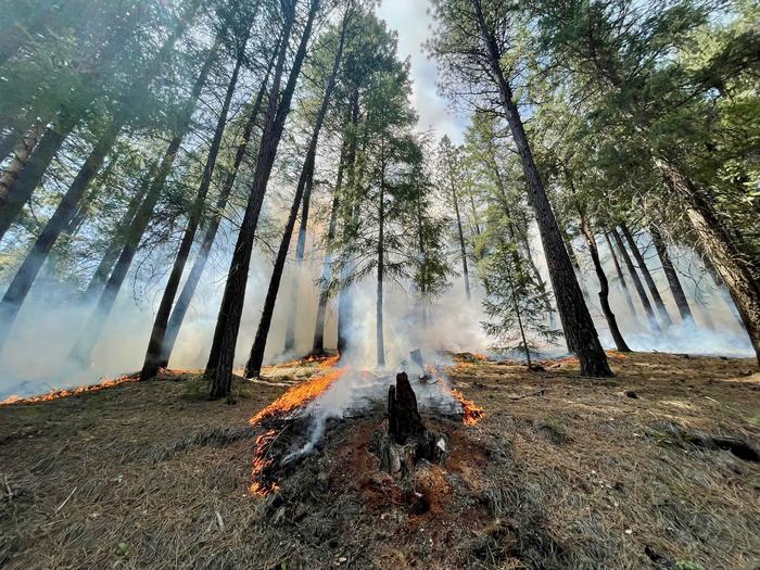 Low severity fire