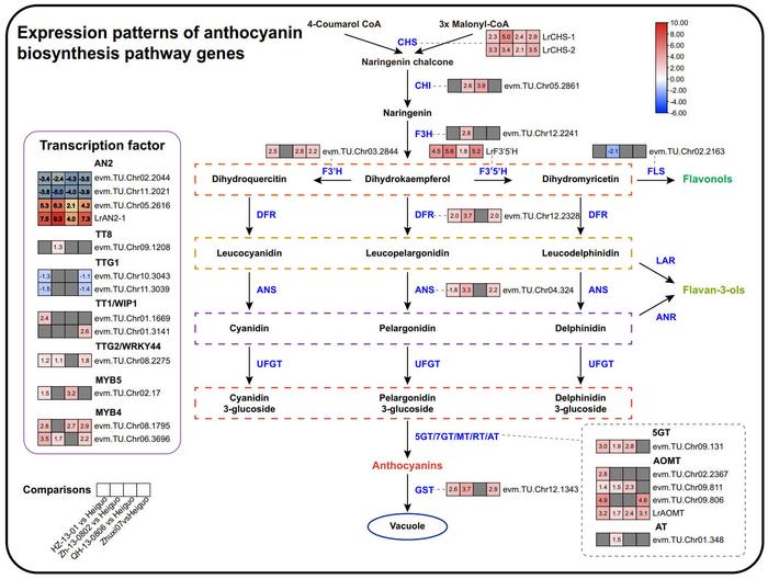 Expression patterns of anthocyanin biosynthesis pathway genes and TFs.