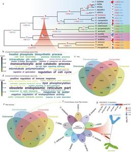 Figure 3. Enriched orthogroups and domains in the Convolvulaceae family