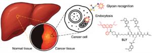 Schematic of SLY-mediated selective fluorescence labeling of liver cancer tissue via glycan recognition