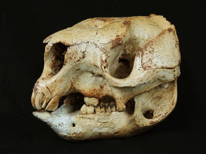 Out of the Pouch: Ancient DNA from Extinct Giant Roos