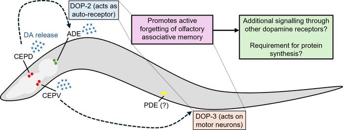The critical role of dopamine in forgetting,