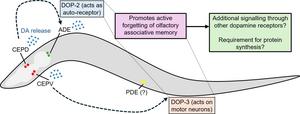 The critical role of dopamine in forgetting,