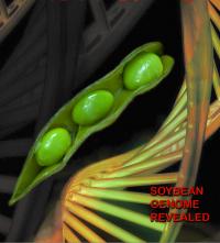 Soybean Genome