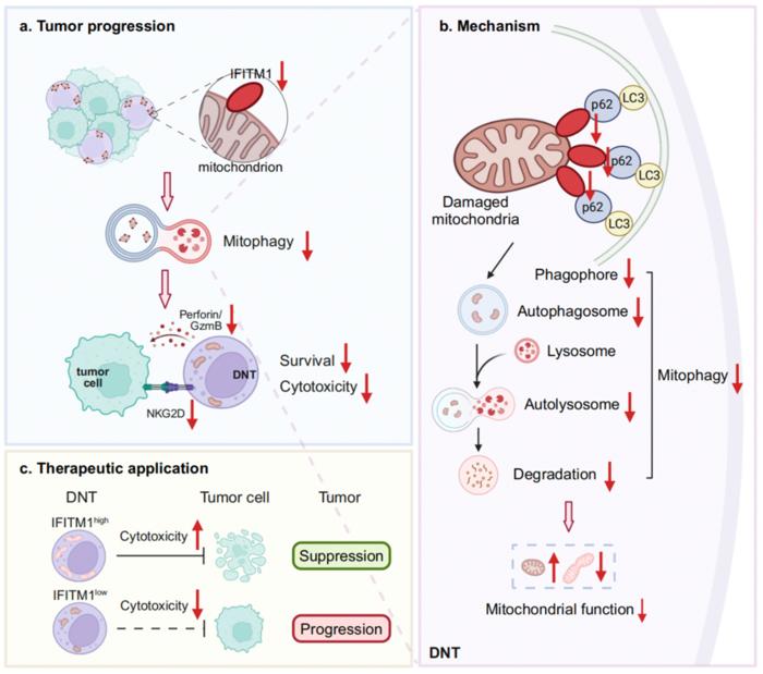 Mechanism by which IFITM1 enhances the anti-tumor activity of DNT