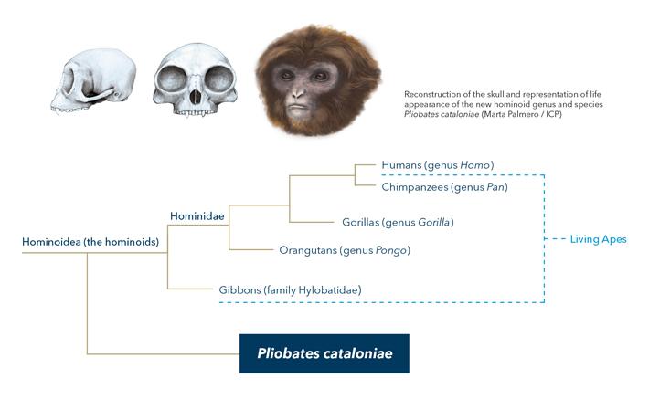 <i>Pliobates cataloniae</i>