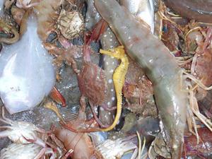 Seahorse species are among the bycatch being captured by bottom trawling