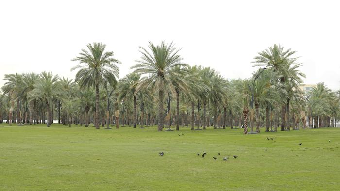 Date-palm grove in UAE