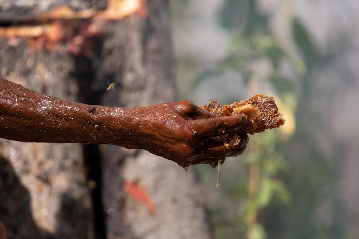 Honey-harvest in the Niassa Special Reserve, Mozambique